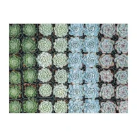 succulent-garden-2-sided-500-piece-puzzle-2-sided-500-piece-puzzles-galison-929873_540x.jpg