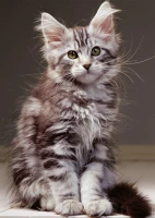 the-kitten-jigsaw-puzzle-1000-pieces.7469-1.fs.jpg