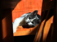 kitten-jigsaw-puzzle-2000-pieces_54214-1_fs.jpg