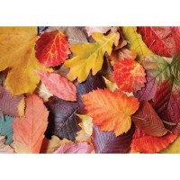 3525_Magnolia_Puzzle_1000p-600x600.jpg