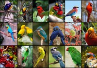 collage-worlds-most-beautiful-birds-jigsaw-puzzle-1500-pieces.86256-1.fs (1).jpg