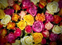 roses-jigsaw-puzzle-2000-pieces_54807-1_fs.jpg