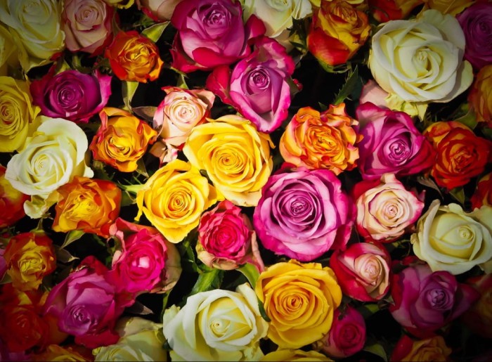 roses-jigsaw-puzzle-2000-pieces_54807-1_fs.jpg
