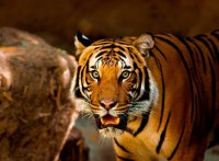 tiger-jigsaw-puzzle-2000-pieces_53056-1_fs.jpg