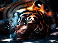 tiger-jigsaw-puzzle-2000-pieces_54839-1_fs.jpg