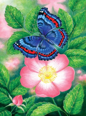 SunsOut 1000 - Blue Butterfly