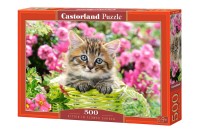 52974-box.jpg