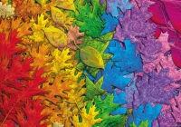 58993_Bunter_Blaetterwald_Bunte_Blaetter_Puzzle_1500_Teile_72ppi_Motiv-98524bd4.jpg