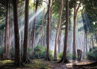 indian-forest-jigsaw-puzzle-1000-pieces.89849-1.fs.jpg