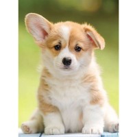 adorable-corgi-jigsaw-puzzle-500-pieces.89845-1.fs.jpg