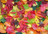 autumn-leaves-jigsaw-puzzle-1000-pieces_55678-1_fs.jpg