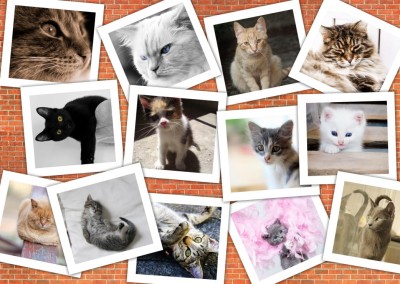 Grafika 1000 - Collage - Cats (Koty)