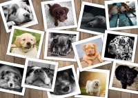 chiens-jigsaw-puzzle-1000-pieces_59645-1_fs.jpg