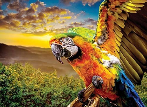nova-puzzle-american-parrot-jigsaw-puzzle-1000-pieces.90603-1.fs.jpg