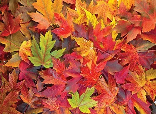 nova-puzzle-autumn-leaves-jigsaw-puzzle-1000-pieces.90598-1.fs.jpg