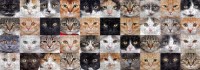 nova-puzzle-cat-collage-jigsaw-puzzle-1000-pieces.90553-2.fs.jpg