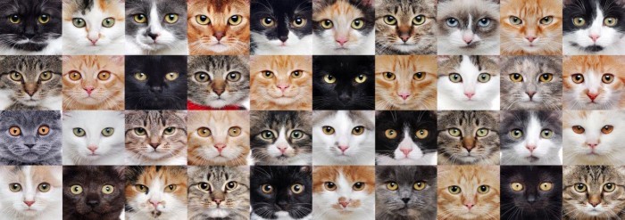 nova-puzzle-cat-collage-jigsaw-puzzle-1000-pieces.90553-1.fs.jpg