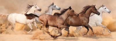 Nova Puzzle 1000 - Horses Running in Sandstorm