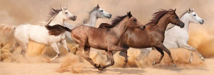 nova-puzzle-horses-running-in-sandstorm-jigsaw-puzzle-1000-pieces.90552-1.fs.jpg