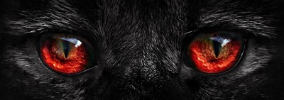 Nova Puzzle 1000 - Cat Eyes
