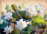 nova-puzzle-white-lotus-flowers-jigsaw-puzzle-1000-pieces.90538-1.fs.jpg