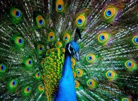nova-puzzle-peacock-jigsaw-puzzle-1000-pieces.90532-1.fs.jpg