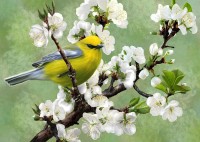 nova-puzzle-herald-of-spring-jigsaw-puzzle-1000-pieces.90448-1.fs.jpg