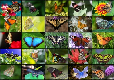 Grafika 1000 - Collage - Butterflies