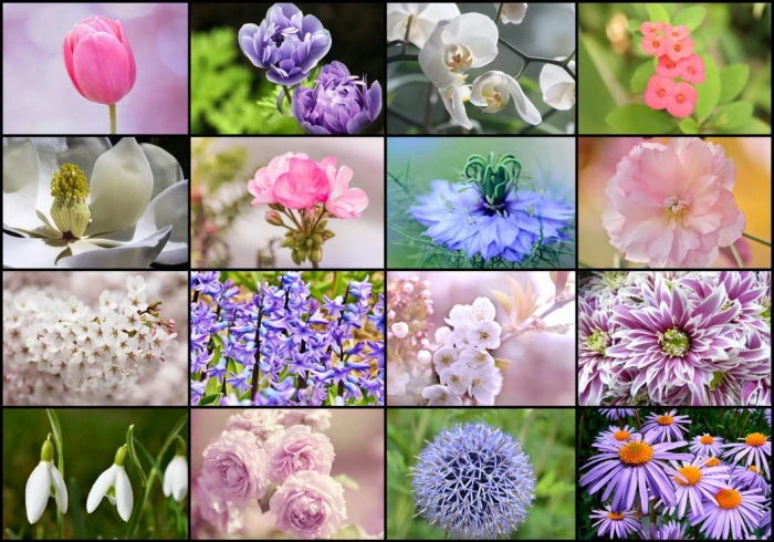 collage-spring-flowers-jigsaw-puzzle-1000-pieces_52511-1_fs.jpg
