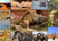 collage-wildlife-jigsaw-puzzle-1000-pieces_58028-1_fs.jpg