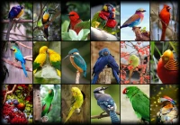 collage-worlds-most-beautiful-birds-jigsaw-puzzle-1000-pieces_52518-1_fs.jpg