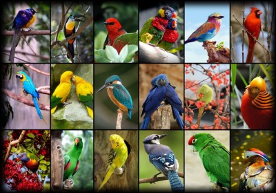 Grafika 1000 - Collage - World's Most Beautiful Birds