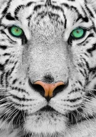 134611_cd579665-55cd-46a3-b6d2-18b616d3300d_720x.webp
