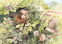 cobble-hill-outset-media-hidden-nest-jigsaw-puzzle-1000-pieces.91425-1.fs.jpg