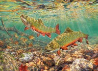 cobble-hill-outset-media-brook-trout-jigsaw-puzzle-1000-pieces.91426-1.fs.jpg
