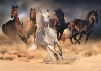nova-puzzle-the-horse-race-jigsaw-puzzle-2000-pieces.91495-1.fs.jpg