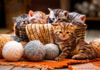 bluebird-puzzle-kittens-in-basket-jigsaw-puzzle-1000-pieces.91133-1.fs.jpg