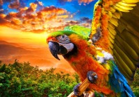 bluebird-puzzle-parrot-jigsaw-puzzle-1000-pieces.91132-1.fs.jpg