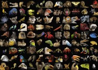 99-atemberaubende-tiere-jigsaw-puzzle-1000-pieces_74769-1_fs.jpg