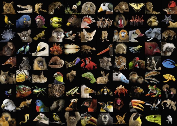 99-atemberaubende-tiere-jigsaw-puzzle-1000-pieces_74769-1_fs.jpg
