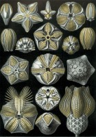 ernst-haeckel-les-blastoidea-1904-puzzle-1000-pieces_46899-1_fs.jpg