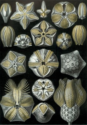Grafika 1000 - Ernst Haeckel : Blastoidea , 1904 (Blastoidee)