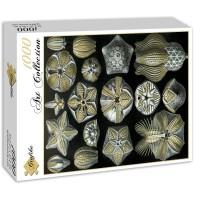 ernst-haeckel-les-blastoidea-1904-puzzle-1000-pieces_46899-2_fs.jpg
