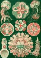 ernst-haeckel-les-trachymeduses-1904-puzzle-1000-pieces_46895-1_fs.jpg