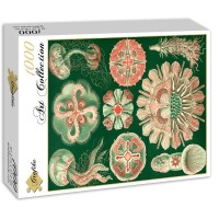 ernst-haeckel-les-trachymeduses-1904-puzzle-1000-pieces_46895-2_fs.jpg