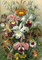ernst-haeckel-kunstformen-der-natur-orchidae-1904-jigsaw-puzzle-1000-pieces_51566-1_fs.jpg