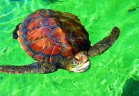 bluebird-puzzle-la-reunion-tortue-de-mer-jigsaw-puzzle-1000-pieces.92041-1.fs.jpg