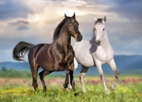 bluebird-puzzle-couple-de-chevaux-jigsaw-puzzle-500-pieces.91473-1.fs.jpg