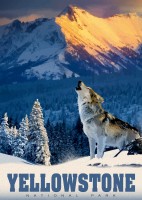 alipson-puzzle-yellowstone-wolf-jigsaw-puzzle-500-pieces.93253-1.fs.jpg