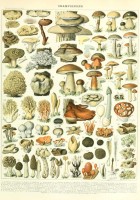 illustration-du-larousse-champignons-xixe-siecle-puzzle-1000-pieces_46868-1_fs.jpg